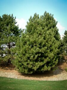 Сосна Чёрная (Pinus Nigra) купить по цене от 270.00р. в интернет-магазине «Посадика» с доставкой почтой в в Михайловске и по всей России – [изображение №1].