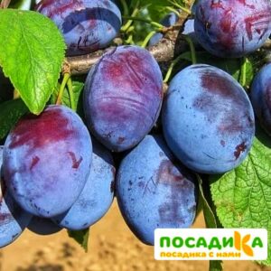 Слива Чачакская ранняя купить по цене от 229.00р. в интернет-магазине «Посадика» с доставкой почтой в в Михайловске и по всей России – [изображение №1].