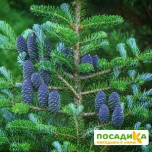 Пихта корейская (Abies koreana) купить по цене от 450.00р. в интернет-магазине «Посадика» с доставкой почтой в в Михайловске и по всей России – [изображение №1].