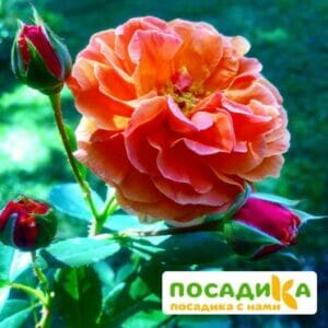 Роза Арабия купить по цене от 350.00р. в интернет-магазине «Посадика» с доставкой почтой в в Михайловске и по всей России – [изображение №1].