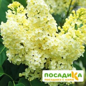 Сирень Примроуз (Primrose) купить по цене от 529.00р. в интернет-магазине «Посадика» с доставкой почтой в в Михайловске и по всей России – [изображение №1].