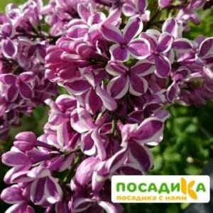 Сирень Сенсация купить по цене от 529.00р. в интернет-магазине «Посадика» с доставкой почтой в в Михайловске и по всей России – [изображение №1].