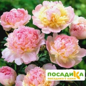 Пион Распберри Сандей (Paeonia Raspberry Sundae) купить по цене от 959р. в интернет-магазине «Посадика» с доставкой почтой в в Михайловске и по всей России – [изображение №1].