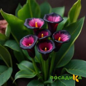 Калла Аура Лейс купить по цене от 400р. в интернет-магазине «Посадика» с доставкой почтой в в Михайловске и по всей России – [изображение №1].