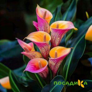 Калла Оникс купить по цене от 450р. в интернет-магазине «Посадика» с доставкой почтой в в Михайловске и по всей России – [изображение №1].