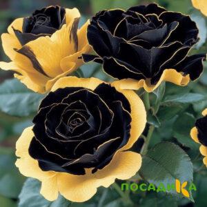 Роза Ханни Сикл купить по цене от 700р. в интернет-магазине «Посадика» с доставкой почтой в в Михайловске и по всей России – [изображение №1].