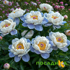 Пион акварельный Этюд купить по цене от 806р. в интернет-магазине «Посадика» с доставкой почтой в в Михайловске и по всей России – [изображение №1].