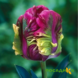 Тюльпан Экзотик Хэвен купить по цене от 186р. в интернет-магазине «Посадика» с доставкой почтой в в Михайловске и по всей России – [изображение №1].